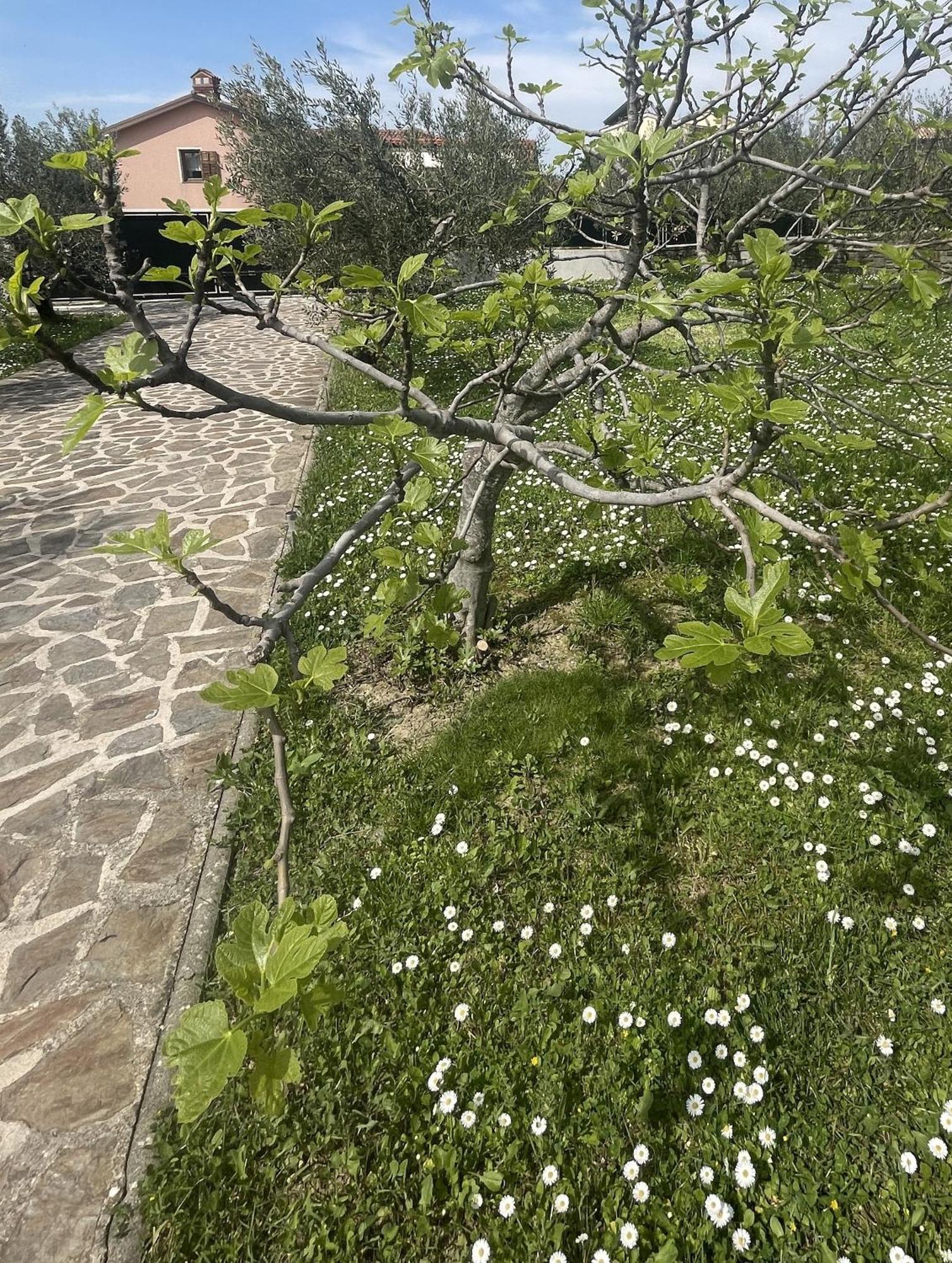 Paradise Villas With Swimming Pool 코페르 객실 사진